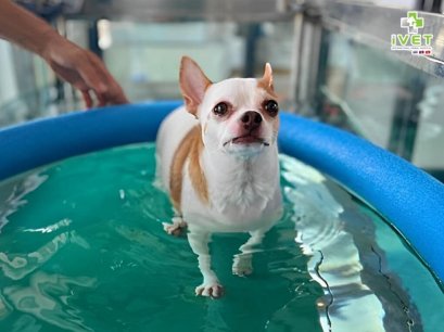 สุนัขสายพันธุ์ชิวาวา  เดินกระเผลก 